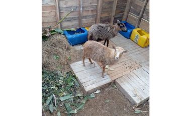 FINCA EN VENTA SAN VICENTE FERRER