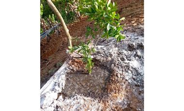 FINCA EN VENTA SAN VICENTE FERRER