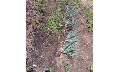 FINCA EN VENTA SAN VICENTE FERRER