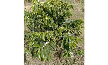 FINCA EN VENTA SAN VICENTE FERRER