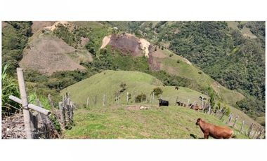 FINCA EN VENTA EN MONTEBELLO, ANTIOQUIA, VEREDA EL CAUNZAL