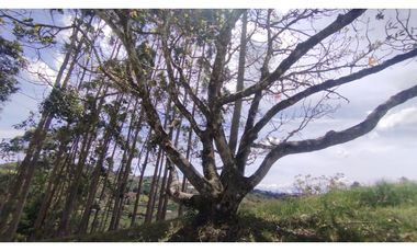 LOTE EN VENTA EN MARINILLA