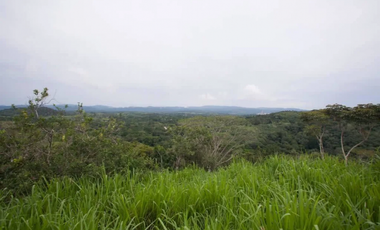 CHILIBRE / FINCA GANADERA /  51 HECTAREAS