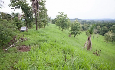 CHILIBRE / FINCA GANADERA /  51 HECTAREAS