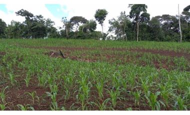 VENTA TERRENO CHORRERA - SANTA RITA