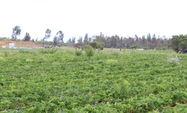 EN VENTA TERRENO FÉRTIL PARA PRODUCCIÓN CON CASA CONSTRUIDA