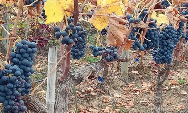 Exclusiva Parcela con Viñas y Olivos