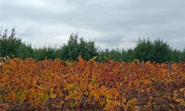 Exclusiva Parcela con Viñas y Olivos