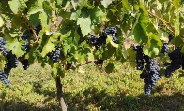 Exclusiva Parcela con Viñas y Olivos