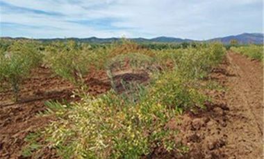 Exclusiva Parcela con Viñas y Olivos
