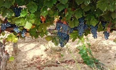 Exclusiva Parcela con Viñas y Olivos