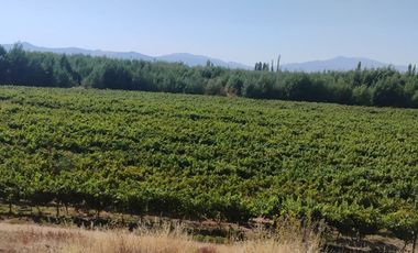 Exclusiva Parcela con Viñas y Olivos