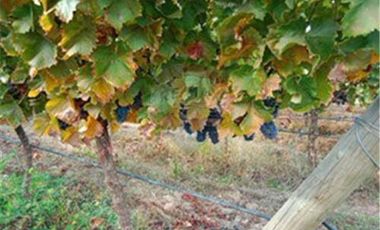 Exclusiva Parcela con Viñas y Olivos