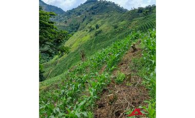 Finca cafetera en Santuario, Risaralda