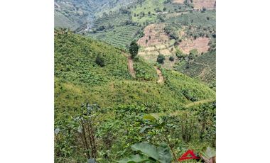 Finca cafetera en Santuario, Risaralda