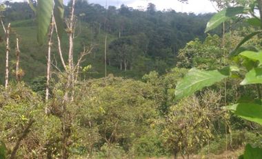 LOS BANCOS, EN VENTA FINCA AGRICOLA Y GANADERA