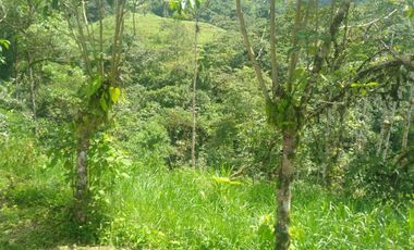 LOS BANCOS, EN VENTA FINCA AGRICOLA Y GANADERA