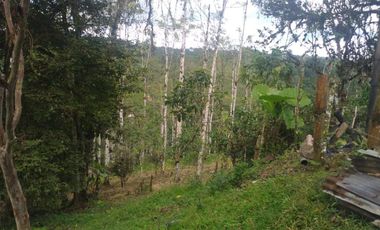 LOS BANCOS, EN VENTA FINCA AGRICOLA Y GANADERA