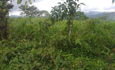 LOS BANCOS, EN VENTA FINCA AGRICOLA Y GANADERA