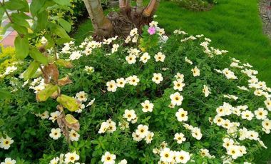 TONSUPA VENTA CASA MODERNA 4 HAB. 95.000 DE OPORTUNIDAD