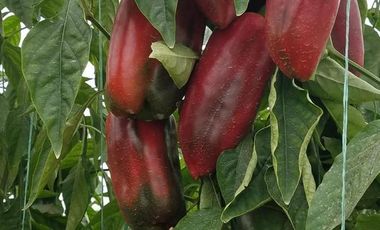 FINCA EN VENTA  94 Hect, El Chaco
