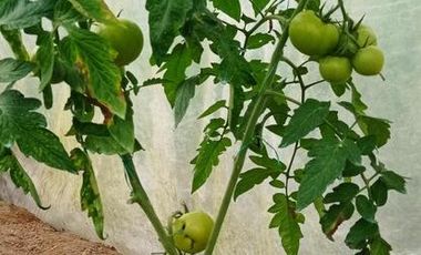 FINCA EN VENTA  94 Hect, El Chaco