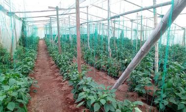FINCA EN VENTA  94 Hect, El Chaco