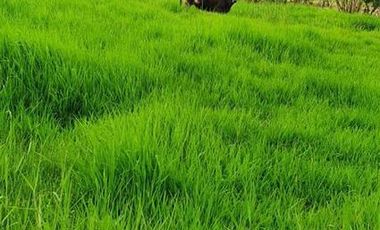 FINCA EN VENTA  94 Hect, El Chaco