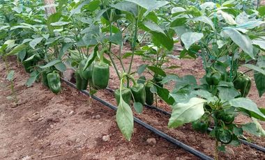 FINCA EN VENTA  94 Hect, El Chaco