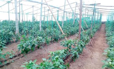FINCA EN VENTA  94 Hect, El Chaco