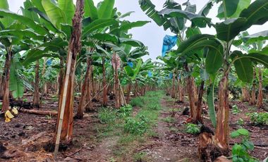 Vendo Finca Productiva en Patricia Pilar 27Ha