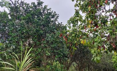 Vendo Finca Productiva en Patricia Pilar 27Ha