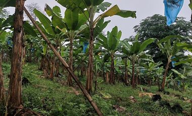 Vendo Finca Productiva en Patricia Pilar 27Ha