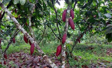 Vendo Finca Productiva en Patricia Pilar 27Ha