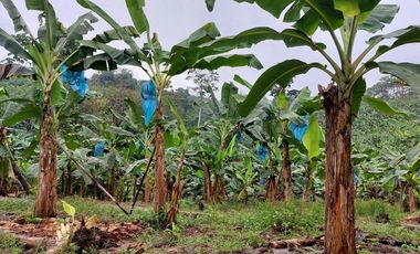 Vendo Finca Productiva en Patricia Pilar 27Ha