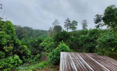 Vendo Finca Productiva en Patricia Pilar 27Ha