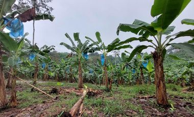 Vendo Finca Productiva en Patricia Pilar 27Ha