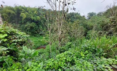 Vendo Finca Productiva en Patricia Pilar 27Ha
