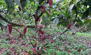 Vendo Finca Productiva en Patricia Pilar 27Ha