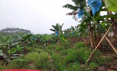 Vendo Finca Productiva en Patricia Pilar 27Ha