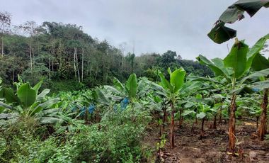 Vendo Finca Productiva en Patricia Pilar 27Ha