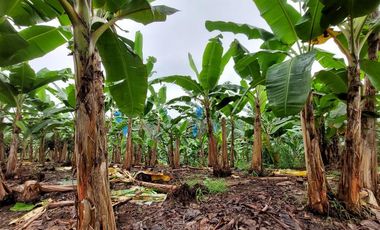 Vendo Finca Productiva en Patricia Pilar 27Ha