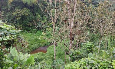 Vendo Finca Productiva en Patricia Pilar 27Ha