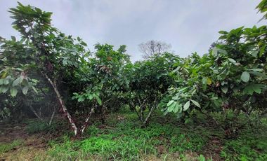 Vendo Finca Productiva en Patricia Pilar 27Ha