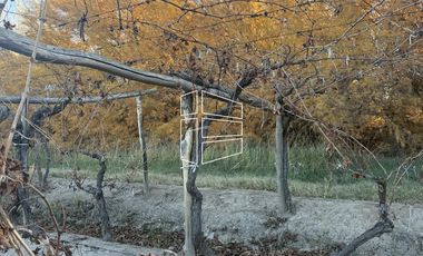 Venta -  Bodega y Chacra con Producción de Viña - R023