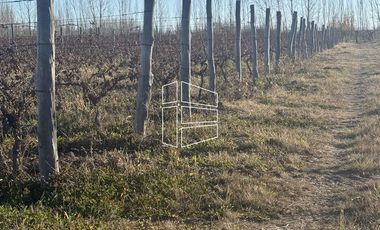 Venta -  Bodega y Chacra con Producción de Viña - R023