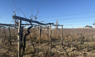 Venta -  Bodega y Chacra con Producción de Viña - R023