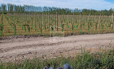 Venta -  Bodega y Chacra con Producción de Viña - R023