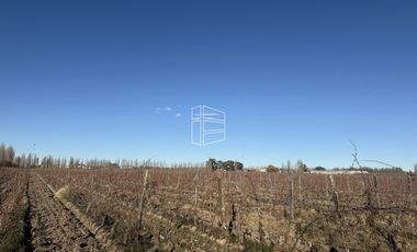 Venta -  Bodega y Chacra con Producción de Viña - R023