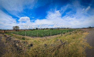 Terreno en venta Ameca con todos los servicios